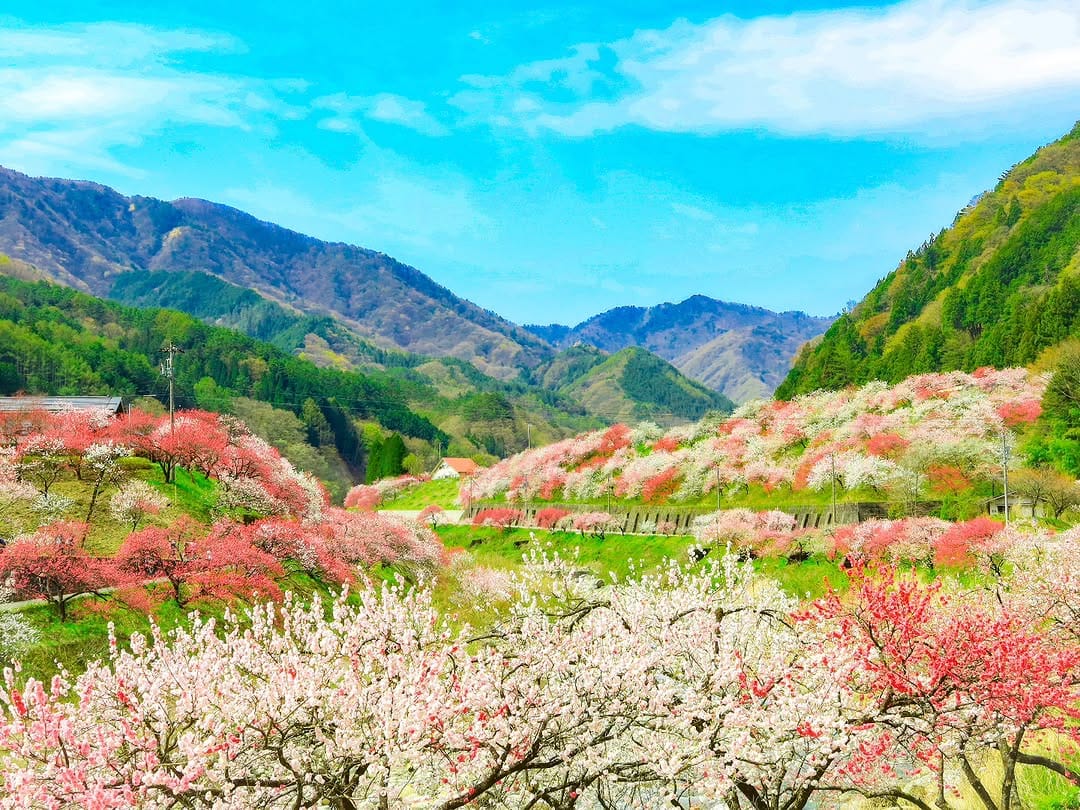 Post 8 by ほっこり昼神 《阿智村のジャム屋が撮った景色》 on Instagram (image)