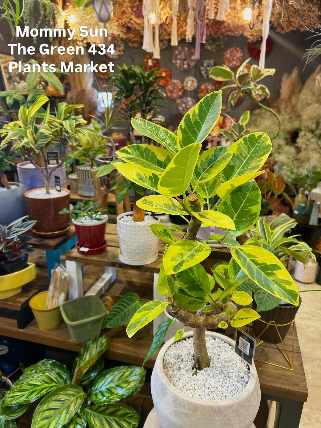 Post 10 by 奈良県香芝市「植物&雑貨マーケット」 on Instagram (carousel)