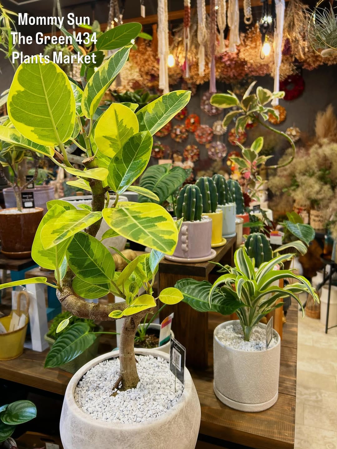 Post 6 by 奈良県香芝市「植物&雑貨マーケット」 on Instagram (carousel)