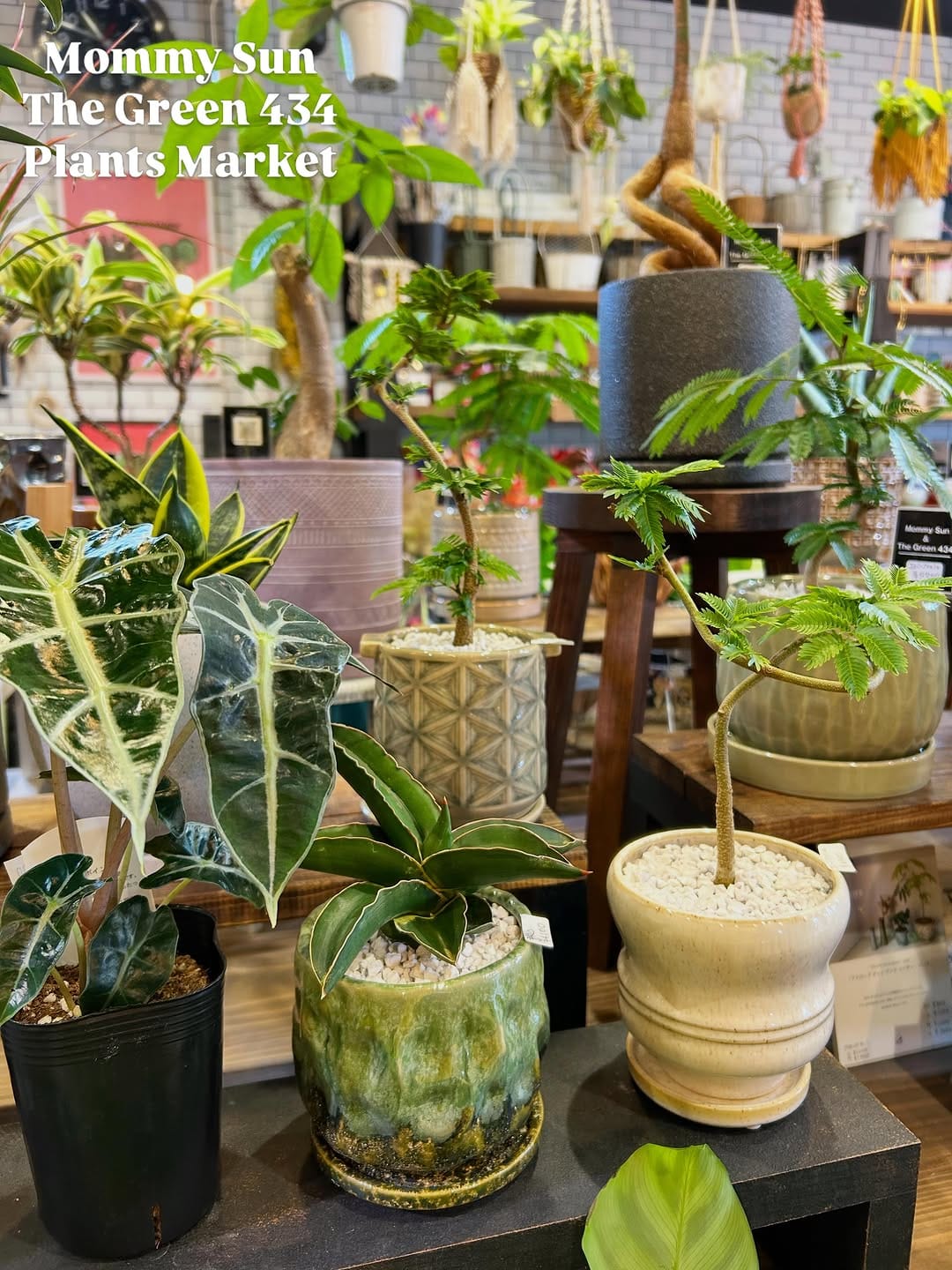 Post 4 by 奈良県香芝市「植物&雑貨マーケット」 on Instagram (carousel)