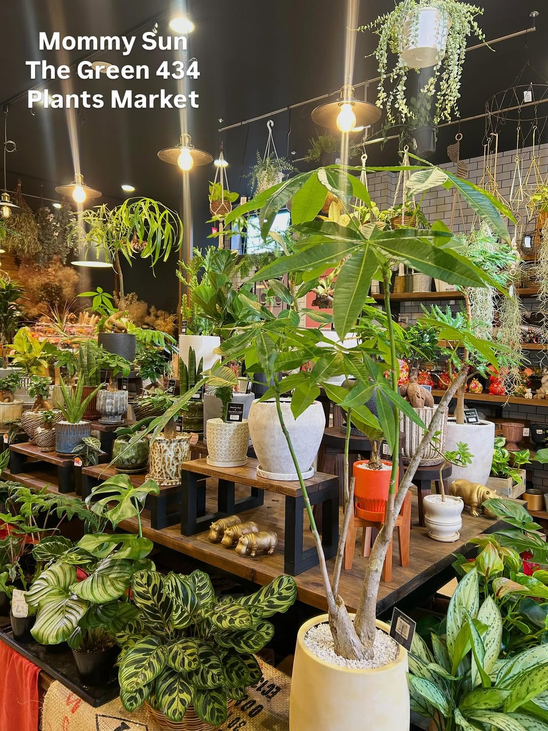 Post 9 by 奈良県香芝市「植物&雑貨マーケット」 on Instagram (carousel)
