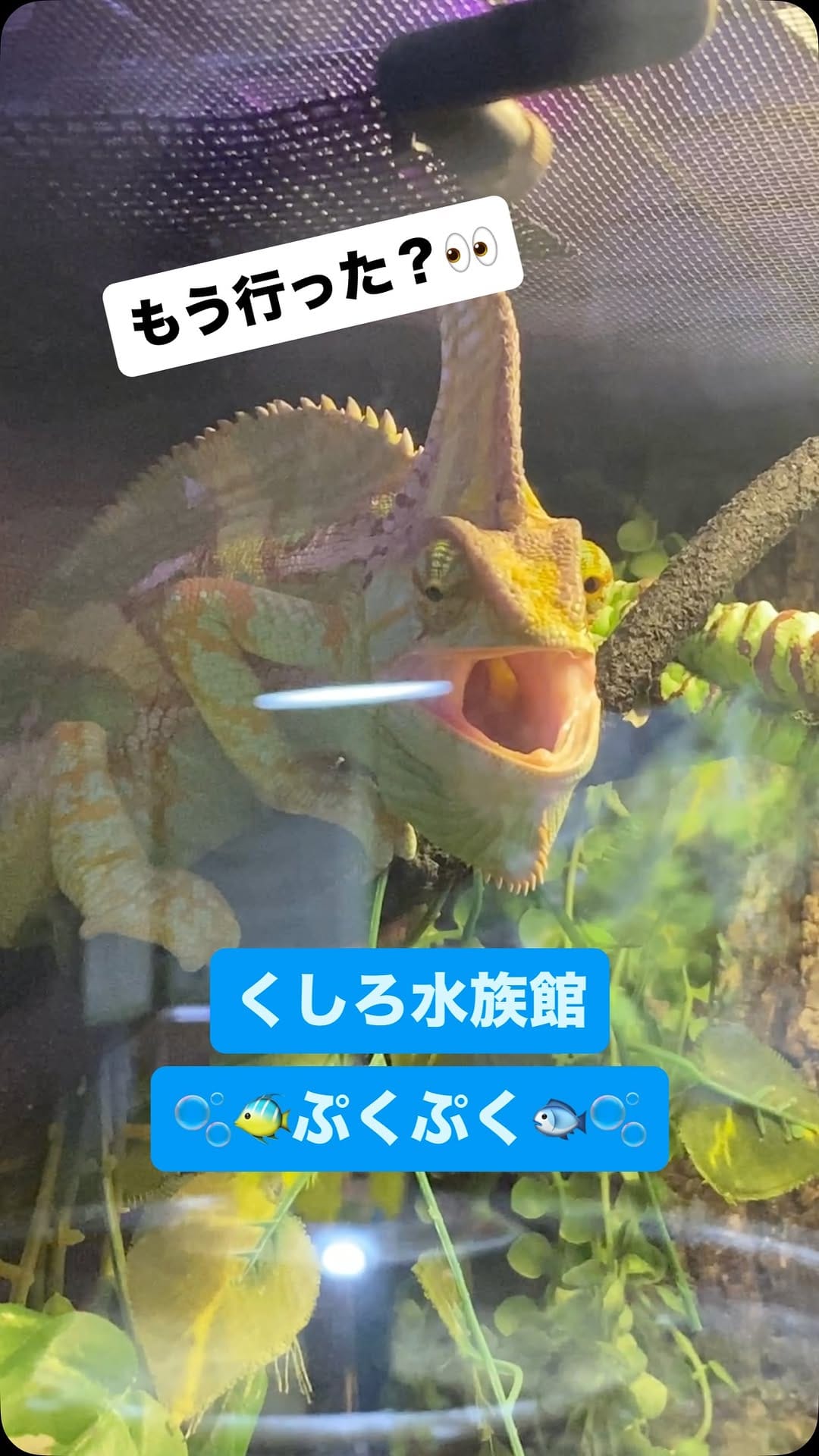 Post 7 by 釧之助本店/せんのすけ【公式】 on Instagram (video)