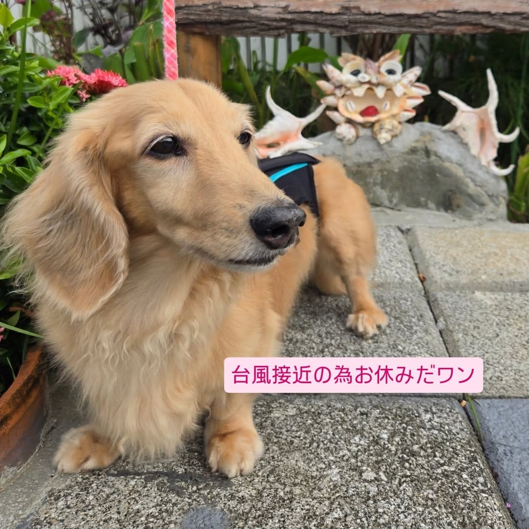 Post 6 by ココソラおかし店 on Instagram (image)