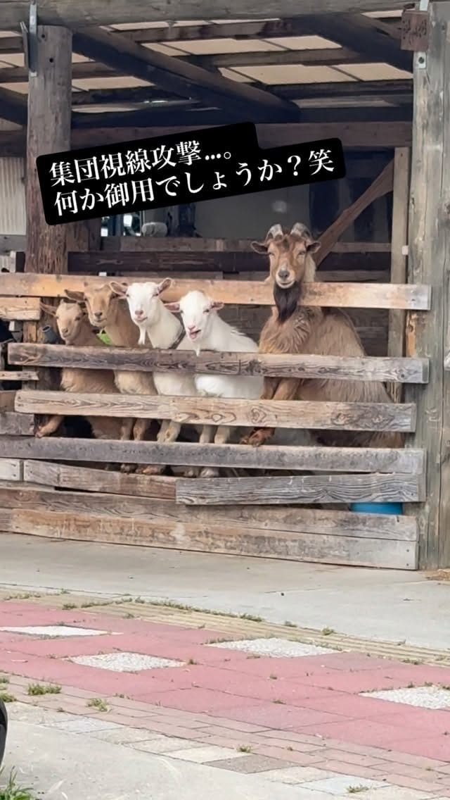 Post 4 by トムミルクファーム on Instagram (video)