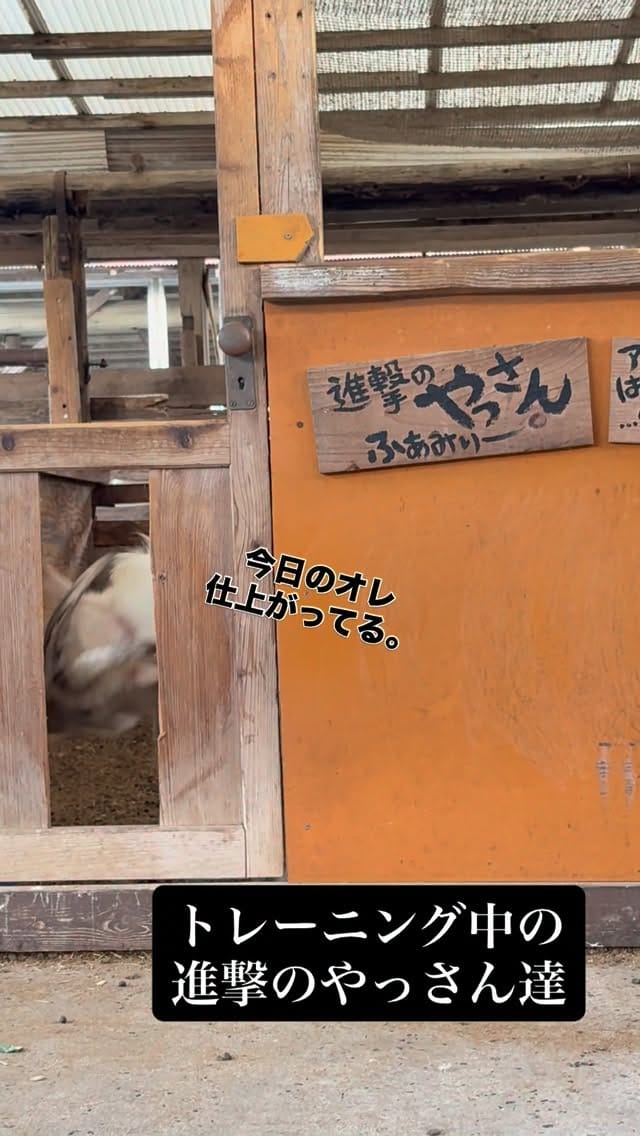 Post 3 by トムミルクファーム on Instagram (video)
