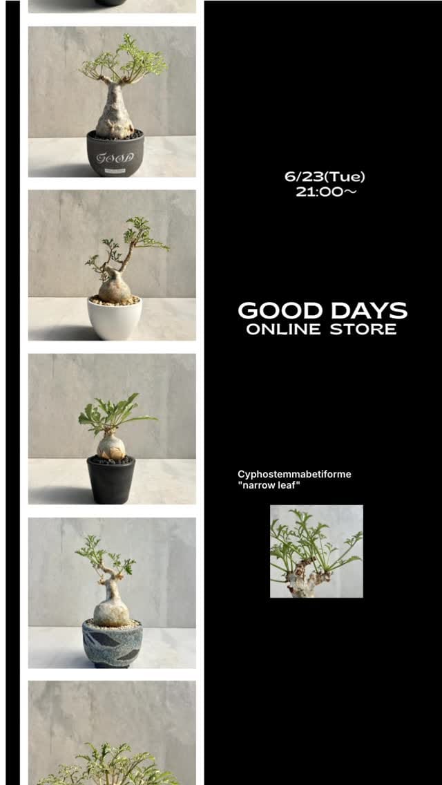 Post 3 by Delapalma Gooddays on Instagram (video)