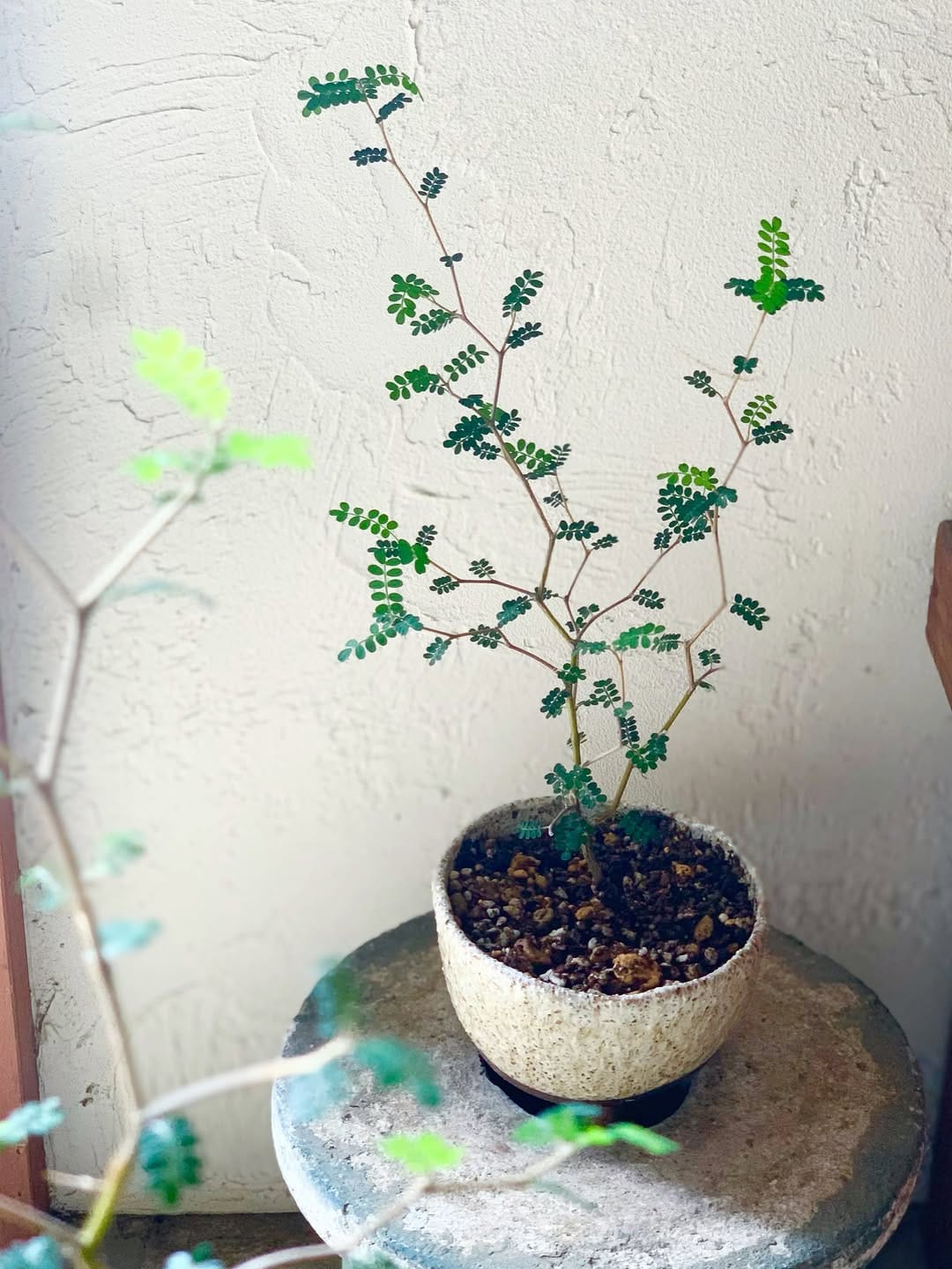 Post 10 by 植物といろいろのお店　　　　　　　　　　　　　sora to tane 宙と種 on Instagram (carousel)