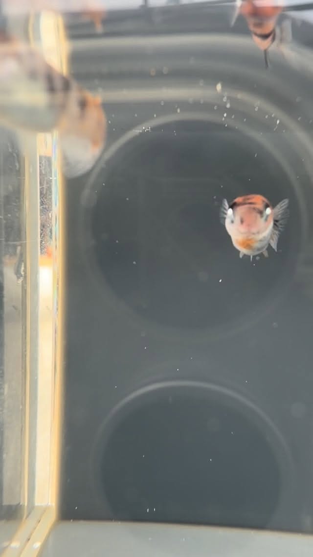 Post 9 by 千葉県　めだか処　喜楽 on Instagram (video)