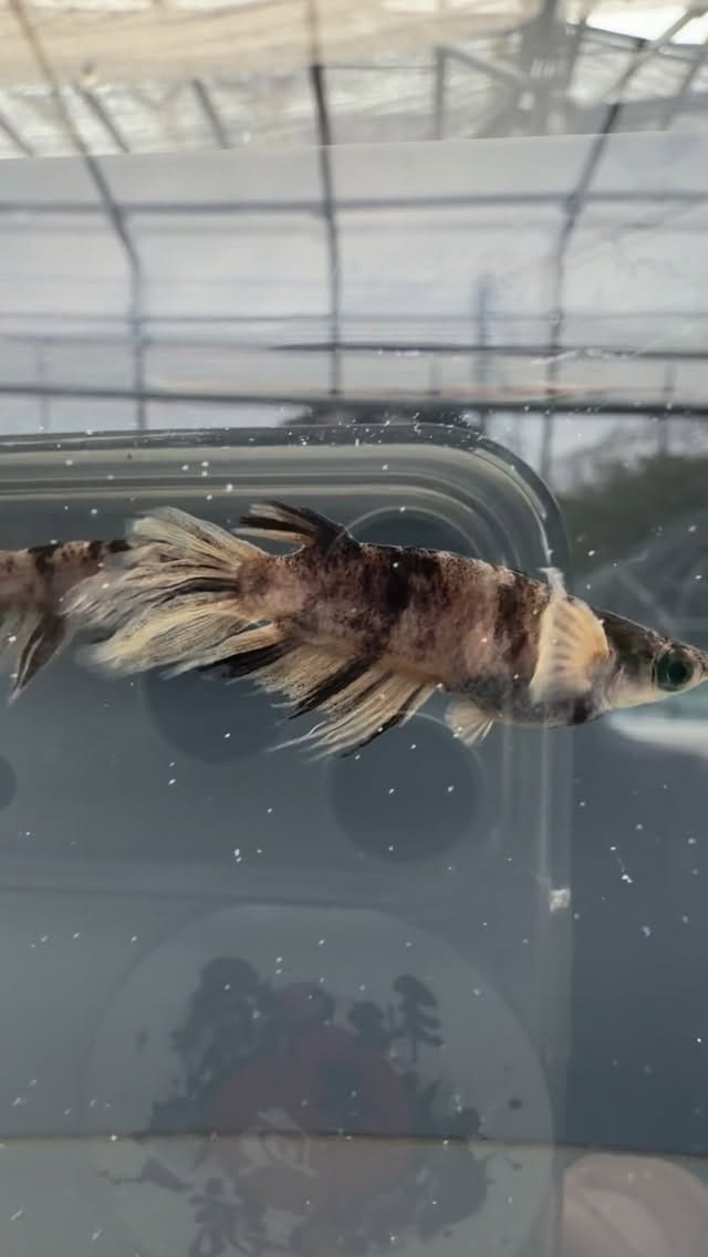 Post 6 by 千葉県　めだか処　喜楽 on Instagram (video)