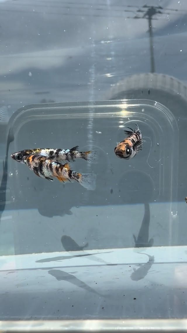 Post 2 by 千葉県　めだか処　喜楽 on Instagram (video)