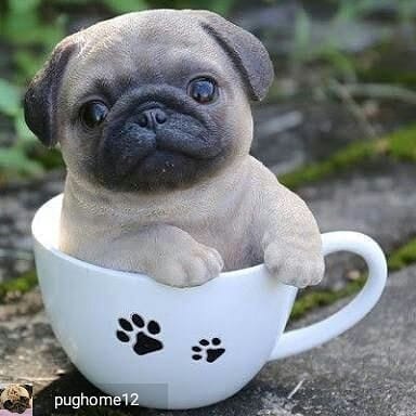 Post 4 by Popular Pugsssss on Instagram (image)
