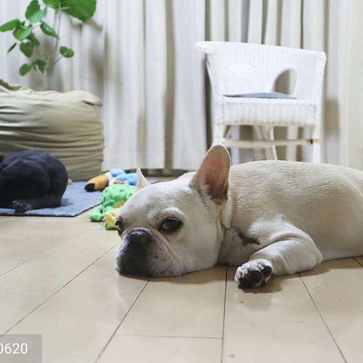 Post 5 by Popular Pugsssss on Instagram (image)