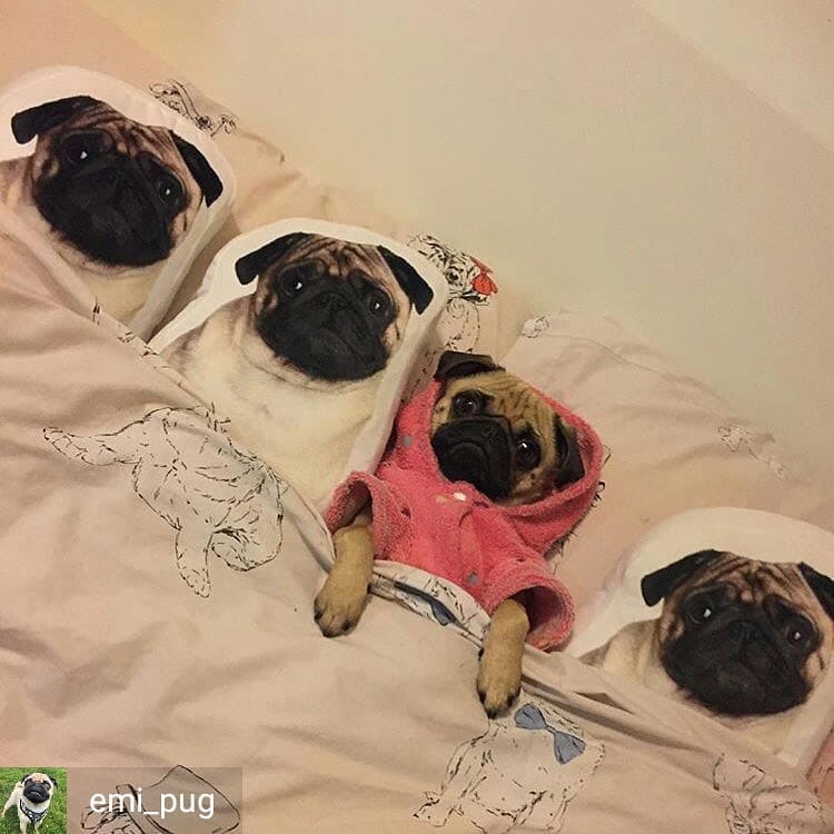 Post 8 by Popular Pugsssss on Instagram (image)