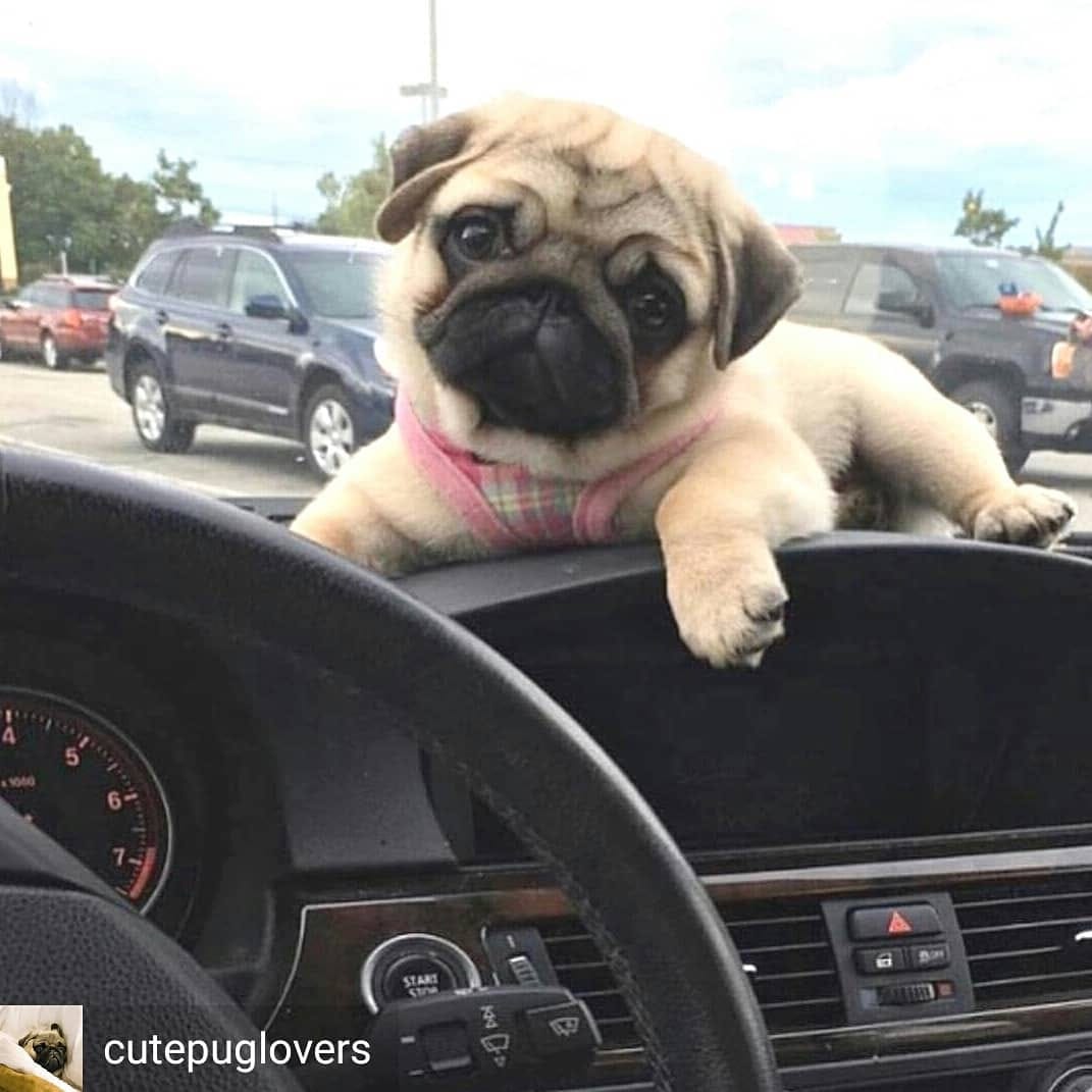 Post 7 by Popular Pugsssss on Instagram (image)