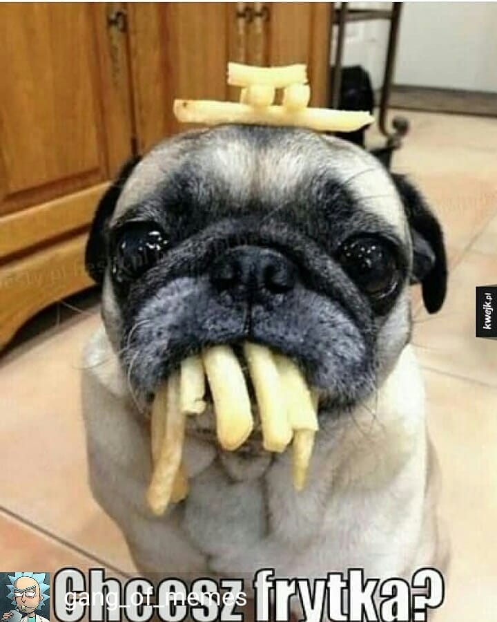 Post 9 by Popular Pugsssss on Instagram (image)
