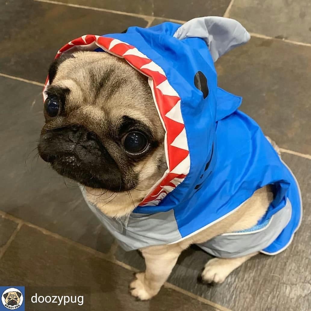 Post 2 by Popular Pugsssss on Instagram (image)