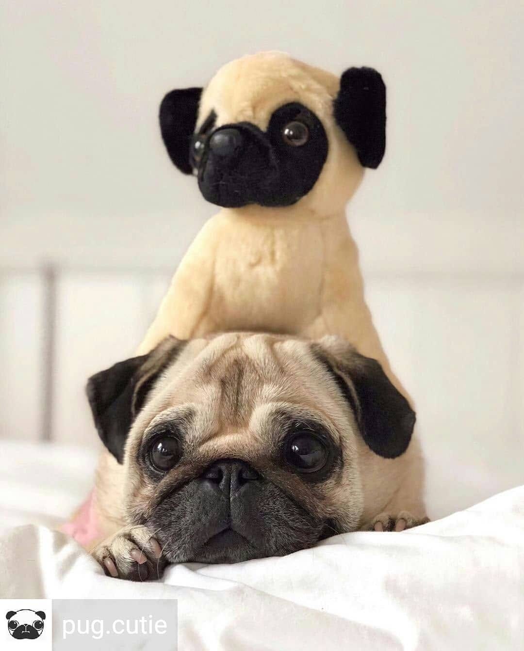 Post 6 by Popular Pugsssss on Instagram (image)