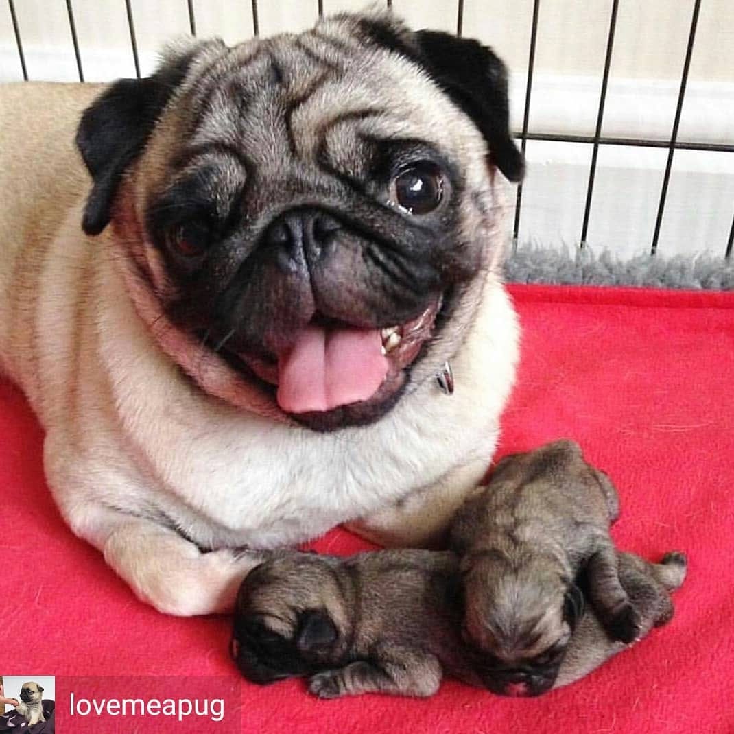 Post 3 by Popular Pugsssss on Instagram (image)