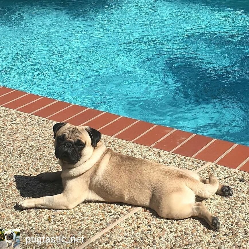 Post 10 by Popular Pugsssss on Instagram (image)