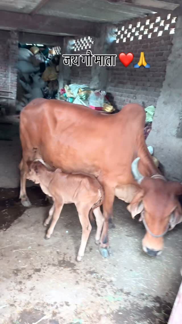 Post 9 by krishna family showroom on Instagram (video)