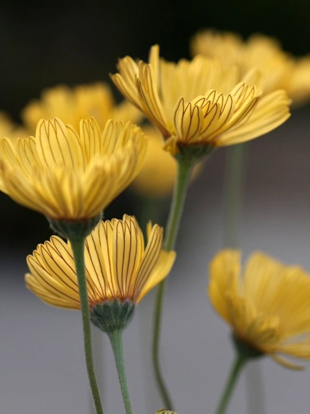 Post 8 by Garden Frais on Instagram (image)