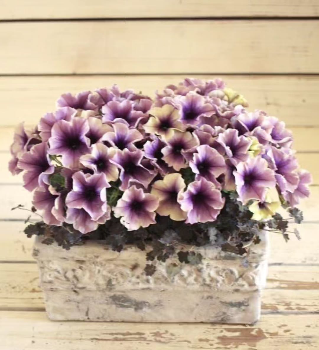 Post 10 by Garden Frais on Instagram (image)