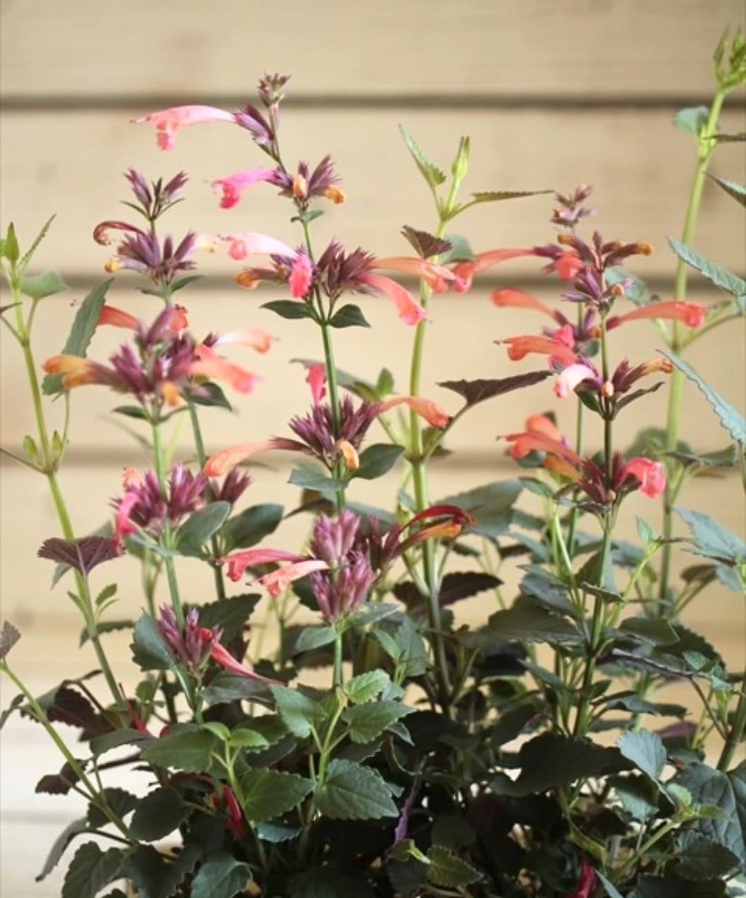 Post 2 by Garden Frais on Instagram (image)