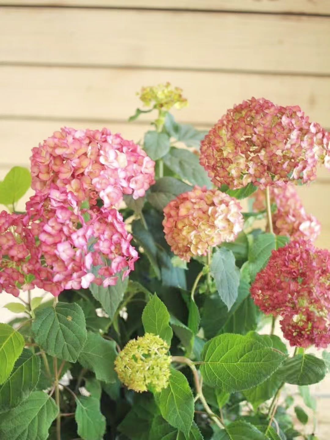 Post 5 by Garden Frais on Instagram (carousel)