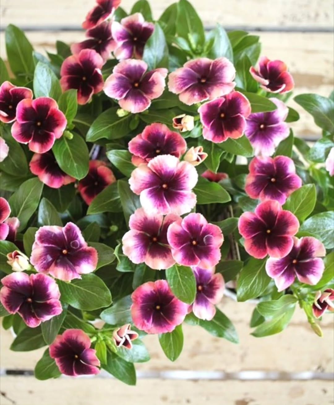 Post 3 by Garden Frais on Instagram (image)