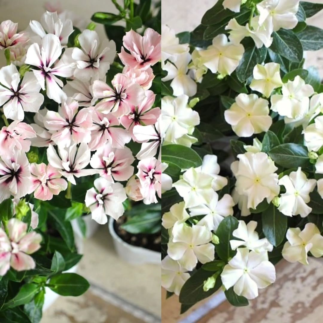 Post 9 by Garden Frais on Instagram (image)
