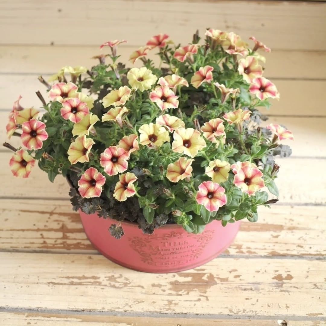 Post 7 by Garden Frais on Instagram (carousel)