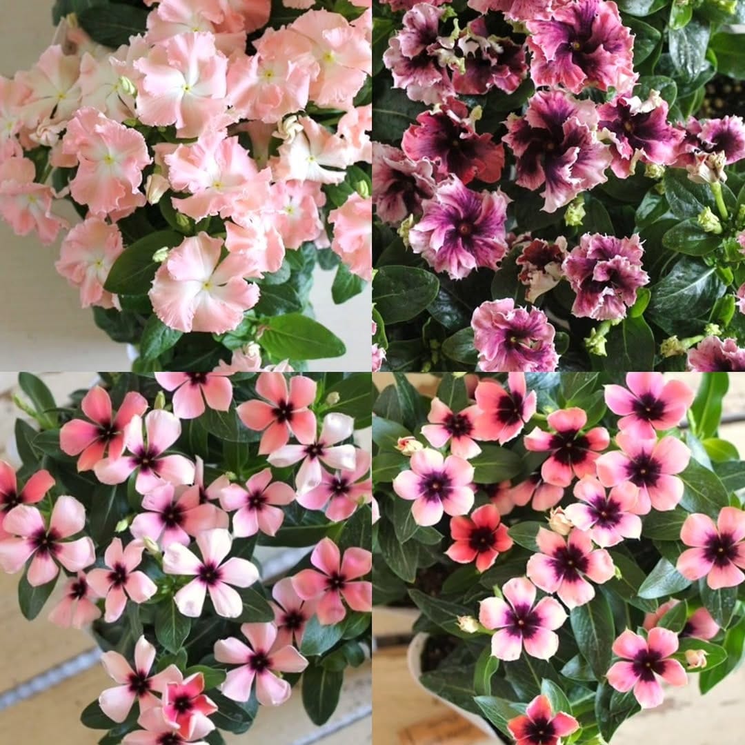 Post 6 by Garden Frais on Instagram (image)