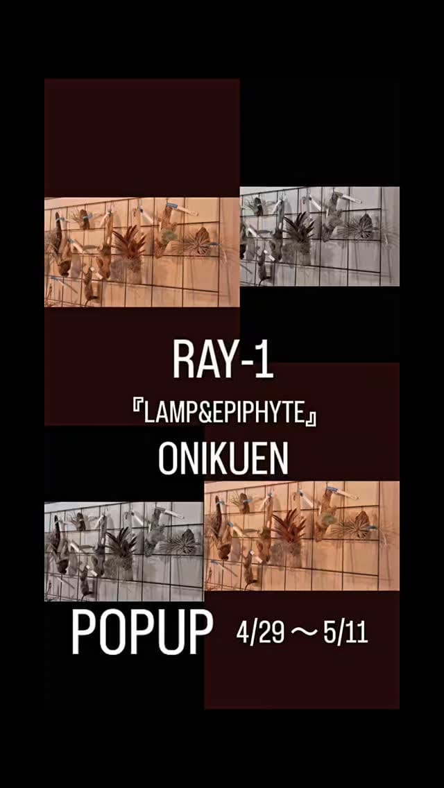 Post 3 by 洋燈屋ICHI on Instagram (video)