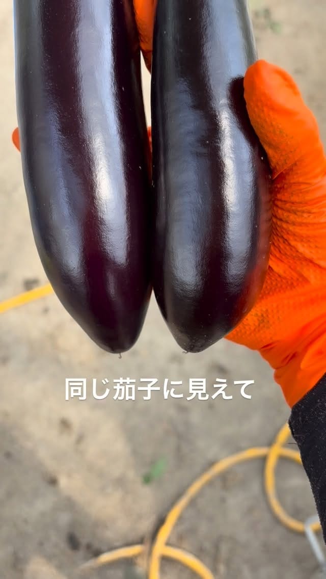 Post 2 by ナス子 on Instagram (video)