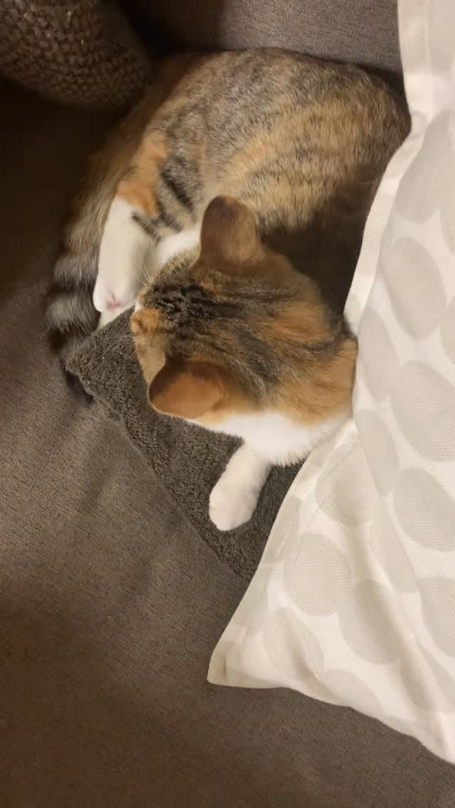 Post 6 by アトリエchervilcoju on Instagram (video)