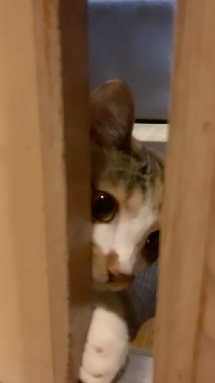 Post 1 by アトリエchervilcoju on Instagram (video)