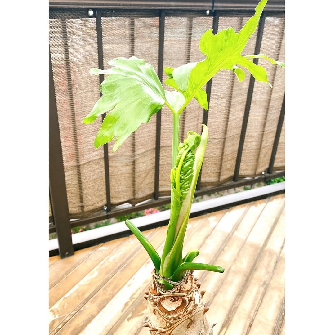 Post 9 by 小石原 暮らしの道具店 on Instagram (image)