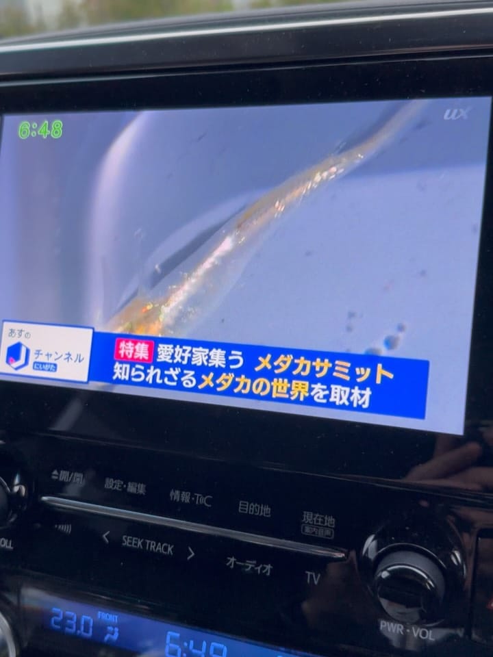 Post 9 by YAFUSEI MEDAKA【メダカサミット公式】 on Instagram (carousel)