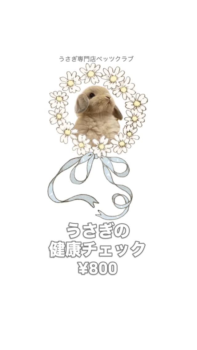 Post 8 by うさぎ専門店ペッツクラブ／うさぎの介護ケア on Instagram (video)