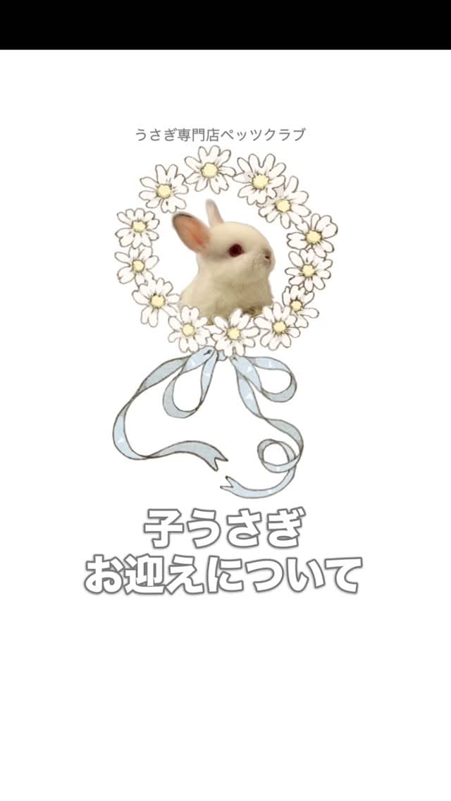 Post 9 by うさぎ専門店ペッツクラブ／うさぎの介護ケア on Instagram (video)