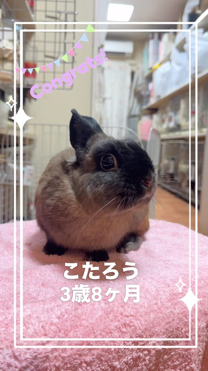 Post 3 by うさぎ専門店ペッツクラブ／うさぎの介護ケア on Instagram (video)