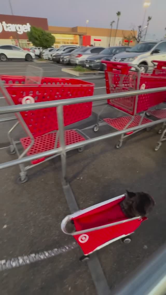 Post 8 by French Bulldog Community on Instagram (video)