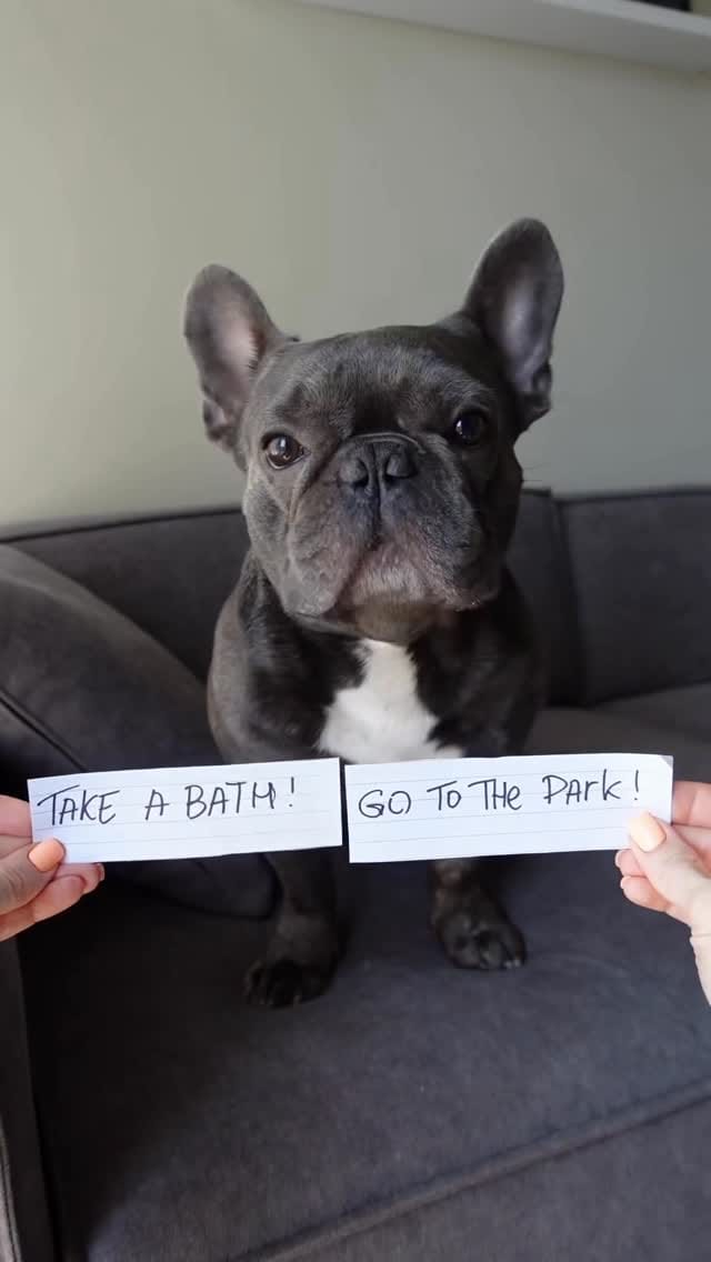 Post 3 by French Bulldog Community on Instagram (video)