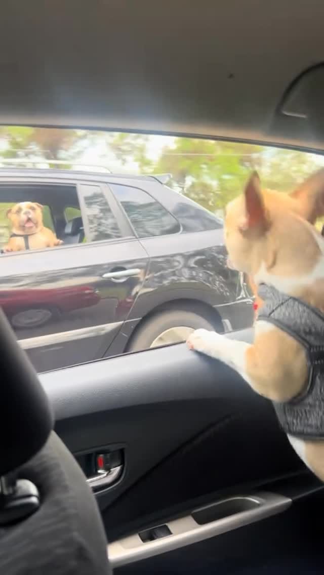 Post 6 by French Bulldog Community on Instagram (video)