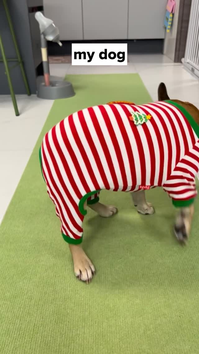 Post 4 by French Bulldog Community on Instagram (video)