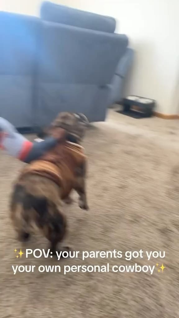 Post 10 by French Bulldog Community on Instagram (video)