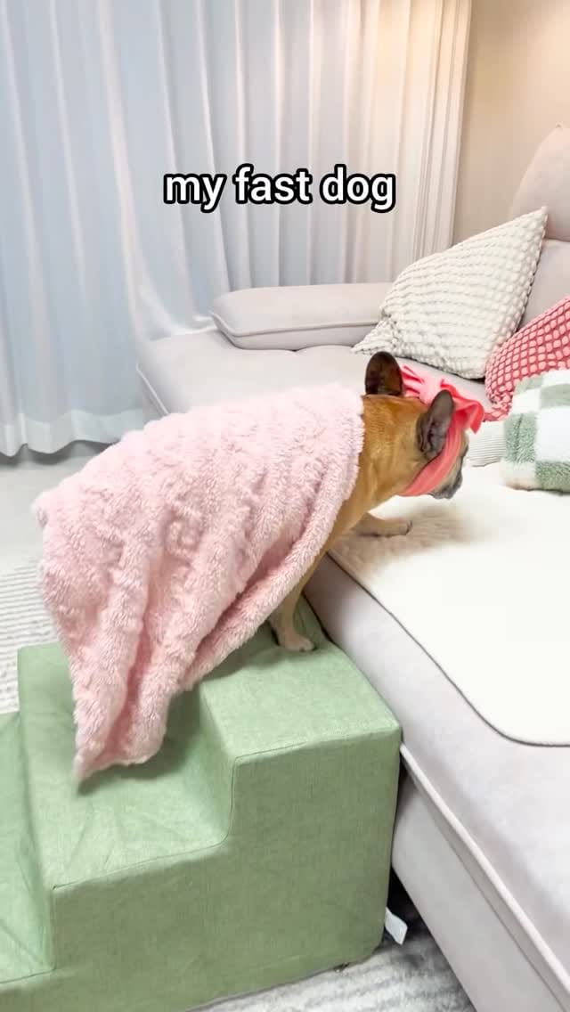 Post 1 by French Bulldog Community on Instagram (video)
