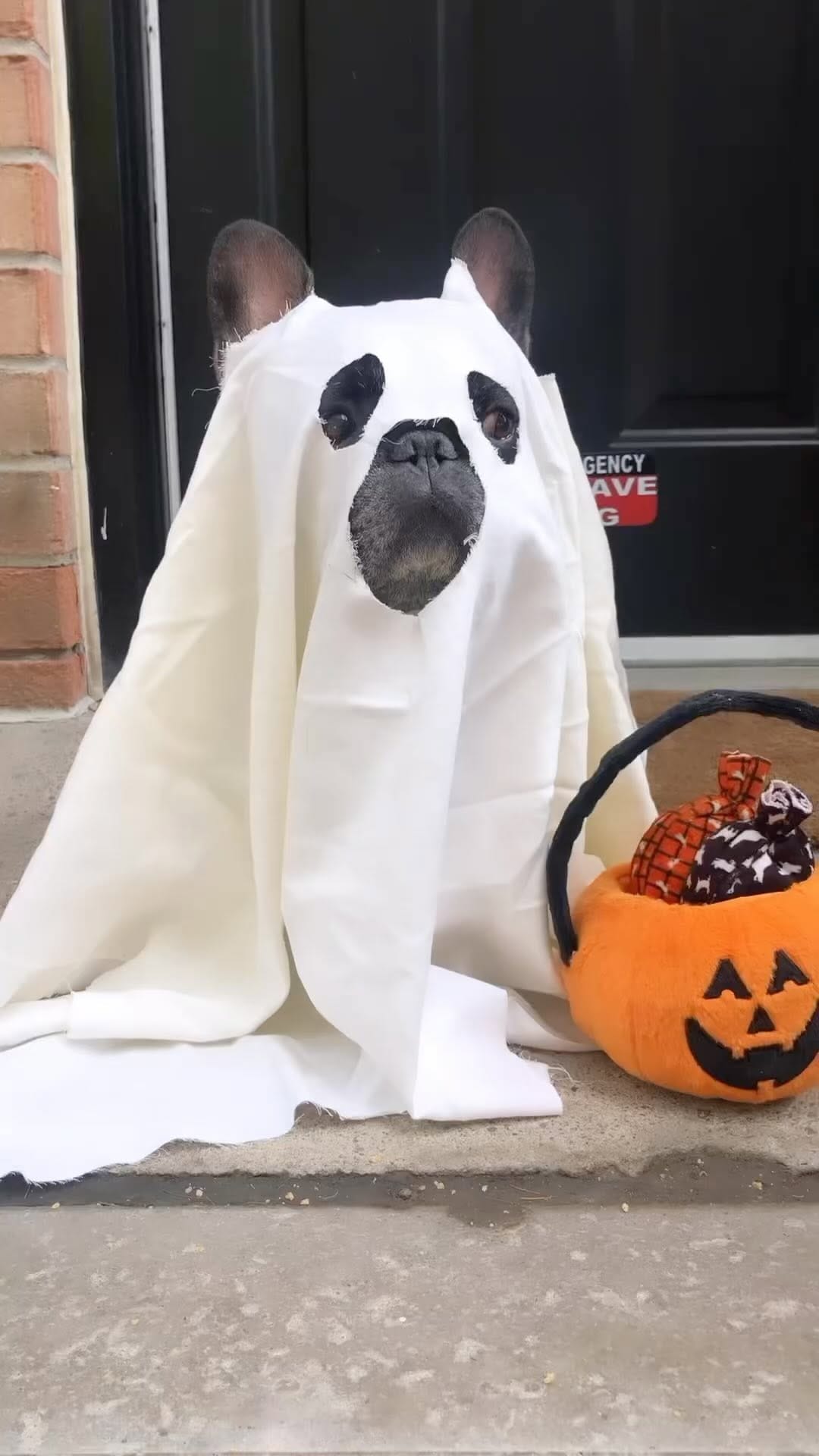 Post 9 by French Bulldog Community on Instagram (video)