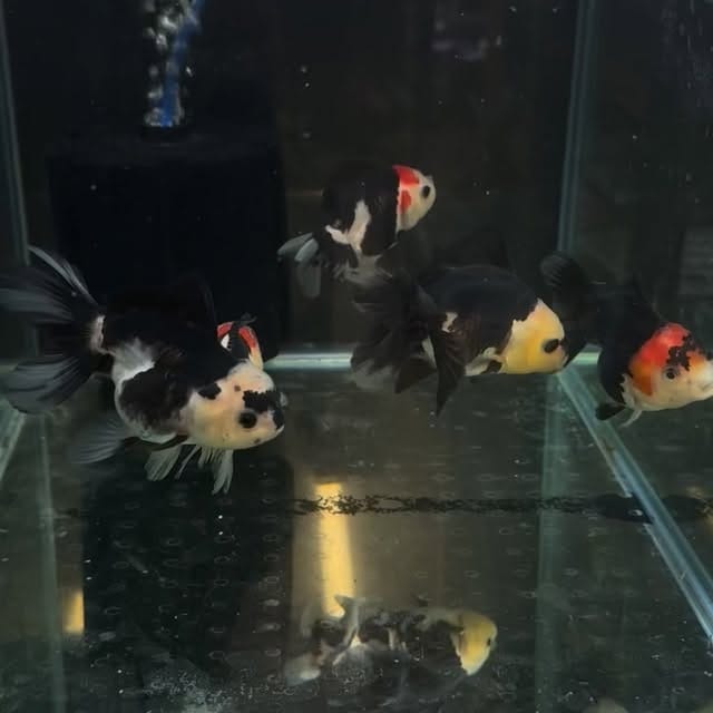 Post 2 by 金魚専門店ラックス on Instagram (video)