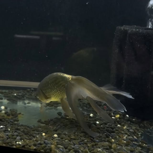 Post 7 by 金魚専門店ラックス on Instagram (video)